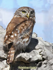 Pacific Pygmy Owl