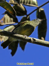 Olive-striped Flycatcher