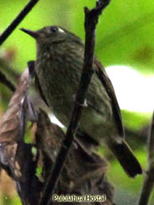 Olive-striped Flycatcher