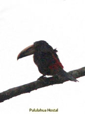 Pale-mandibled Aracari Pteroglossus erythropygius