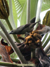 Palm Tanager