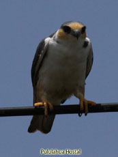 Pearled Kite