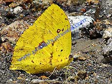 Tailed Sulphur 