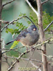 Plain-colored Seedeater