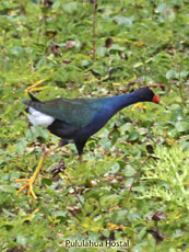 Purple Gallinule