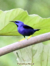 Purple Honeycreeper