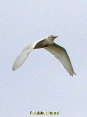 Reb-billed Tropicbird