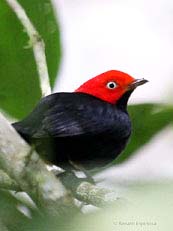 Red-capped Manakin