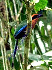 Rufous Motmot