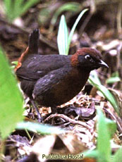 Rufous-breasted Antthrush