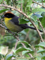 Rufoous-naped Brush-Finch