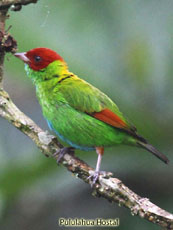 Rufous-winged Tanager