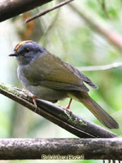 Russet-crowned Warbler_Basiluterus coronatus