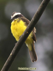 Rusty-margined Flycatcher_Myiozetetes cayanensis_8393.jpg