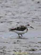 Sanderling