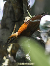 Scaly-throated-Foliage-gleaner