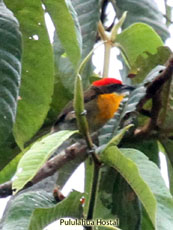 Scarlet-crowned Barbet