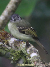 Slaty-capped Flycatcher