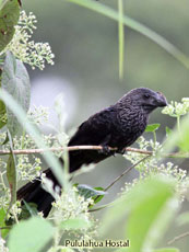 Smooth-billed Ani