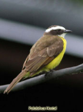 Social Flycatcher_Myiozettes granadensis