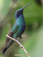 Sparkling Violetear