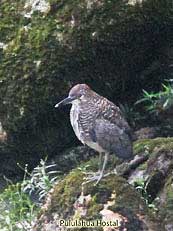 Fasciated Tiger-Heron 