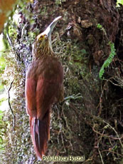 Strong-billed Woodcreeper