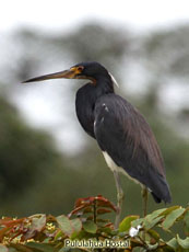 Tricolored Heron