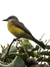 Tropical Kingbird