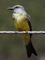 Tropical Kingbird