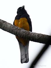 WesternWhite-tailed Trogon