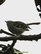 White-banded Tyrannule