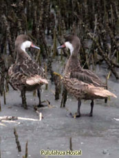 White-cheeked Pintail