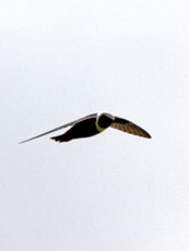 White-collared Swift