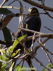 Plain-breasted Hawk (Dark Morph)