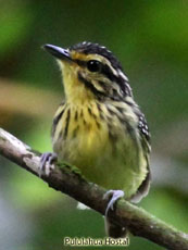 Yellow-browed Antbird