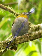 Yellow-throated-Brush-Tanager