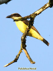 Yellow-throated Flycatcher