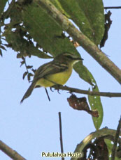 Yellow Tyrannulet  Capsiempis flaveola